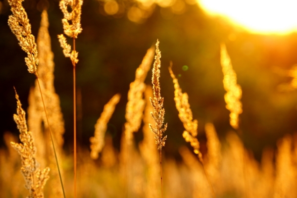 《麦田里的守望者》读后感1000字【四篇】