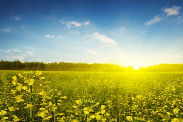 ����������ʦ����Ĵʡ���ƪ��