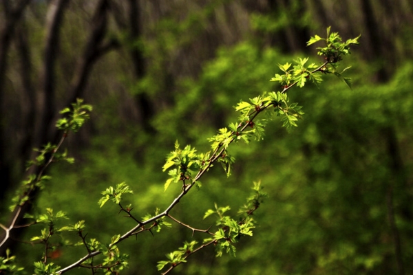 ����ɽ���ϡ������600�ַ���