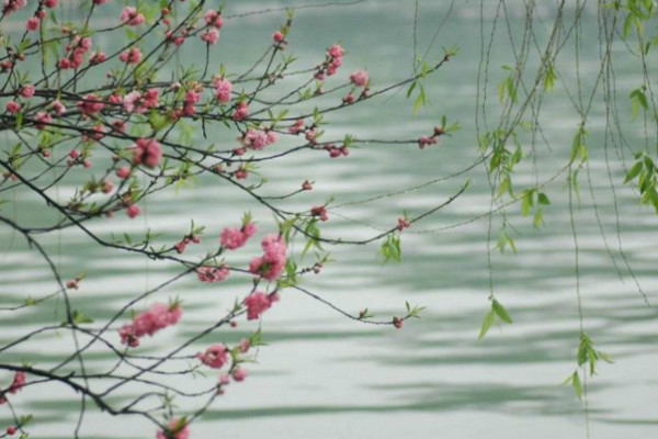 春天的诗很美，春天的梦很甜，关于春天的读后感怎么写？