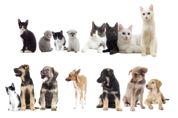 Сѧ�ҵĳ������ġ���ƪ��