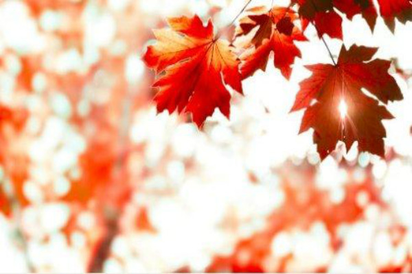 留开云kaiyun(中国)加拿大信用卡办理常识解读