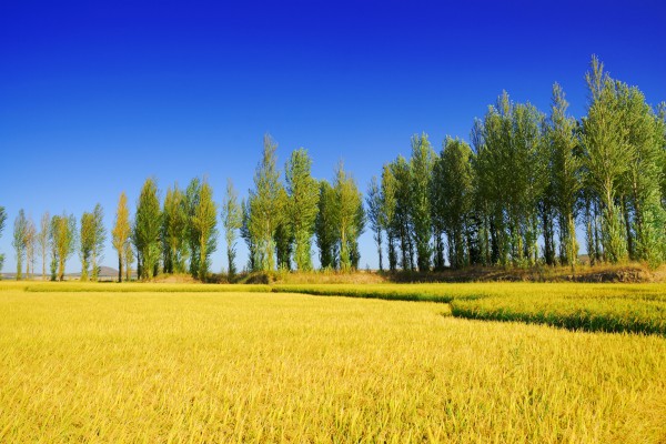 Сѧ������100���߽�����