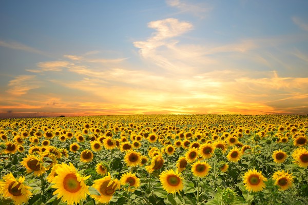 д������200�����꼶��ƪ