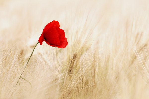 cereals-field-ripe-poppy-70741.jpeg