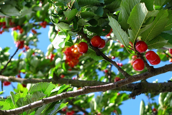 �׶�԰���λ�̰���ѡ����ƪ��