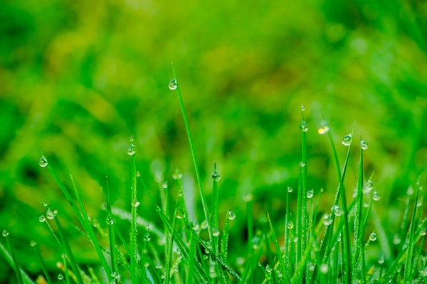 幼儿园清明节主题活动方案荟萃