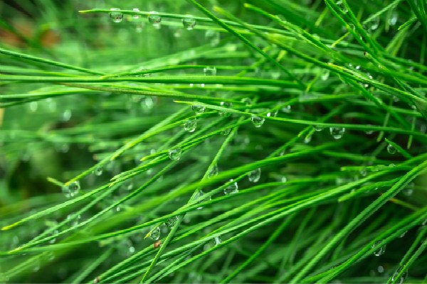 清明节的传说故事及习俗