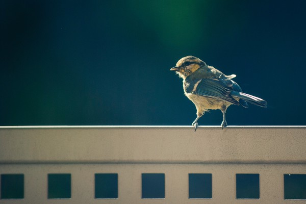 Сѧ����������һֻС������500�֡���ƪ��