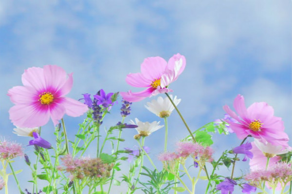 ���꼶�²������ڷ��Ը�350����ƪ