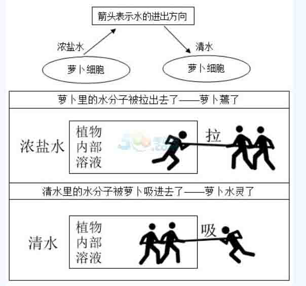 什么状态下吸水?