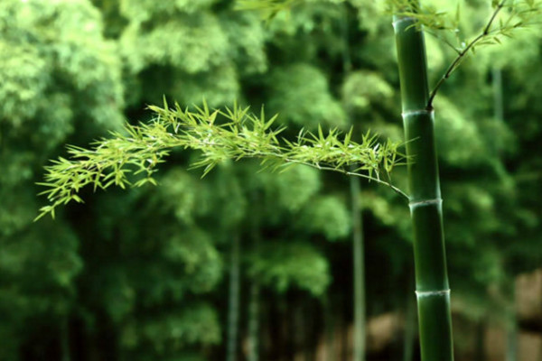 怎么描写春天的树 15217683894890226.jpg