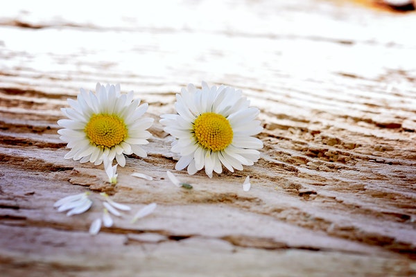 daisy-flowers-wildflowers-wood.jpg