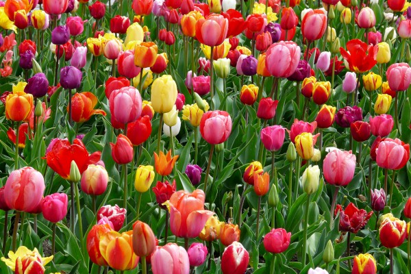 bloom-blossom-colorful-69776-600x400.jpg