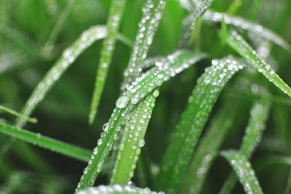 祝福语|谷雨节气微信祝福短信